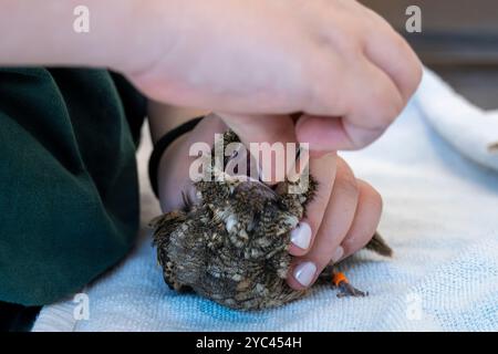 Le personnel médical vétérinaire nourrit un bocal de nuit européen hospitalisé (Caprimulgus europaeus) سبد أوروبي car cette espèce d'oiseaux chasse et mange en fl Banque D'Images