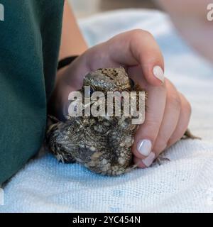 Le personnel médical vétérinaire nourrit un bocal de nuit européen hospitalisé (Caprimulgus europaeus) سبد أوروبي car cette espèce d'oiseaux chasse et mange en fl Banque D'Images