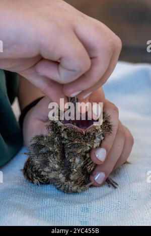 Le personnel médical vétérinaire nourrit un bocal de nuit européen hospitalisé (Caprimulgus europaeus) سبد أوروبي car cette espèce d'oiseaux chasse et mange en fl Banque D'Images