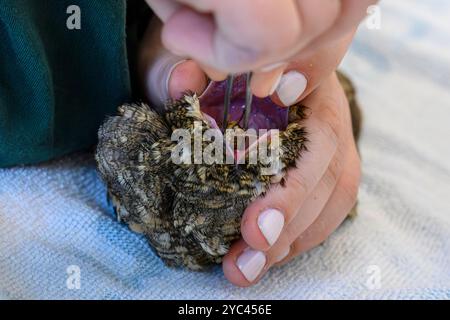 Le personnel médical vétérinaire nourrit un bocal de nuit européen hospitalisé (Caprimulgus europaeus) سبد أوروبي car cette espèce d'oiseaux chasse et mange en fl Banque D'Images