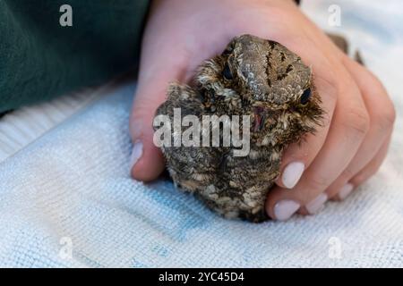 Le personnel médical vétérinaire nourrit un bocal de nuit européen hospitalisé (Caprimulgus europaeus) سبد أوروبي car cette espèce d'oiseaux chasse et mange en fl Banque D'Images