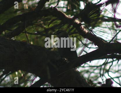 Krüper's Nuthatch (Sitta krueperi) Aves Banque D'Images