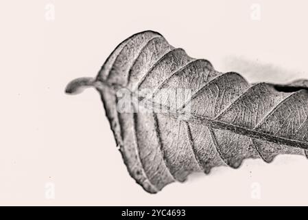 Détail de feuilles de goyave, courbes, motifs et texture. Banque D'Images