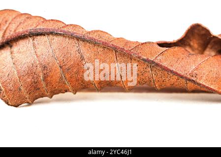 Détail de feuilles de goyave, courbes, motifs et texture. Banque D'Images