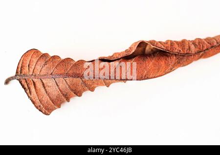 Détail de feuilles de goyave, courbes, motifs et texture. Banque D'Images