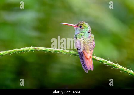 Colibri à queue rousse (Amazilia tzacatl) perché sur une brindille, Costa Rica. Banque D'Images