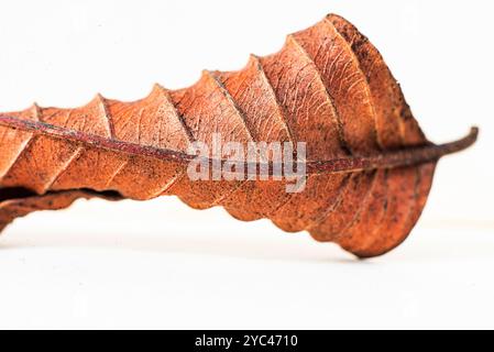 Détail de feuilles de goyave, courbes, motifs et texture. Banque D'Images