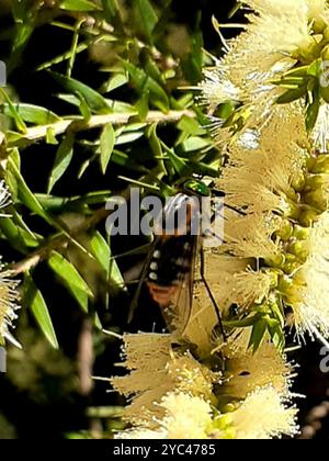 Mouche de mars alimentée en fleurs (Scaptia auriflua) Insecta Banque D'Images