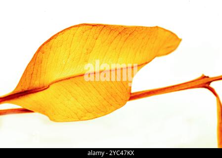Lèvres rouges sèches ( Syzygium myrtifolium ) courbes et motifs des feuilles - Kampala - Ouganda( Banque D'Images