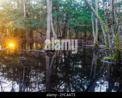 Lorsque le soleil se couche, des couleurs éclatantes illuminent l'eau calme des marais, créant un reflet miroir des arbres environnants dans le landsca serein de Suède Banque D'Images