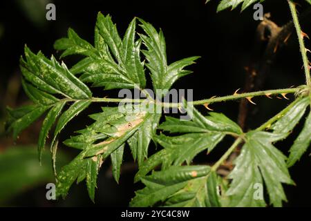 Mûrier à feuilles coupées (Rubus laciniatus) Plantae Banque D'Images