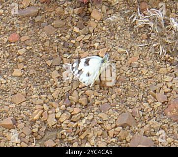 Southern African Meadow White (Pontia helice helice) Insecta Banque D'Images