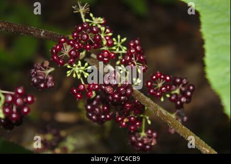 Spikenard américain (Aralia racemosa) Plantae Banque D'Images