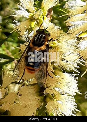 Mouche de mars alimentée en fleurs (Scaptia auriflua) Insecta Banque D'Images