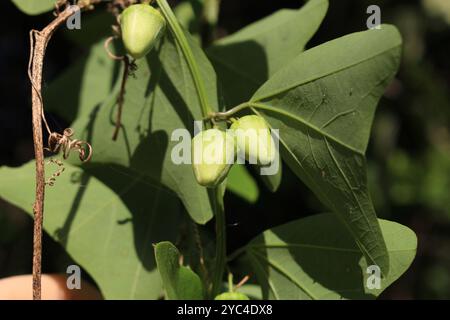 Passiflora biflora Plantae (Passiflora biflora) Banque D'Images