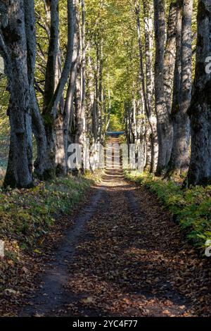 Des feuilles dorées recouvrent le sol le long d'un chemin forestier paisible entouré de grands arbres. Banque D'Images