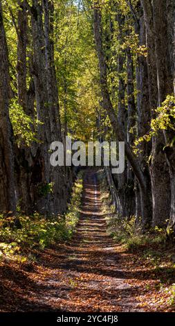 Un chemin de terre tranquille serpente à travers une forêt de grands arbres ornés de feuilles d'automne. Banque D'Images