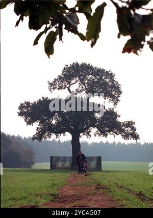 Le célèbre Royal Oak Tree à Boscobel House dans le Staffordshire Angleterre en 1997 avant d'être endommagé par les tempêtes en 2000. Banque D'Images