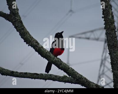 Grackle à ventre rouge (Hypopyrrhus pyrohypogaster) Aves Banque D'Images