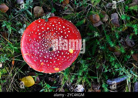 Cette photographie vibrante montre une vue de haut en bas d'un champignon rouge frappant, probablement un agarique à mouches (Amanita muscaria), situé au milieu du feuillage vert an Banque D'Images