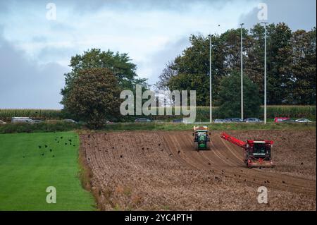 Circulation périphérique et moissonneuse-batteuse tracteur récoltant des pommes de terre à Zellik, Brabant flamand, Belgique, OCT 19, 2024 Banque D'Images