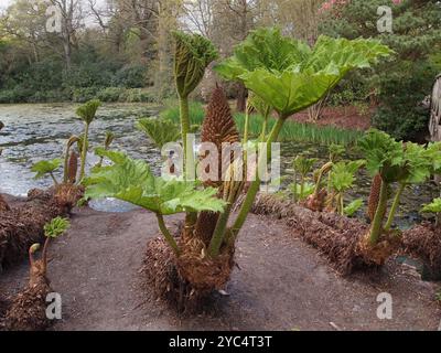 Un gros plan bien ciblé de cette plante impressionnante connue sous le nom de rhubarbe brésilienne, rhubarbe géante ou Gunnera manicata. Cultivé à Tatton Park dans le Cheshire. Banque D'Images