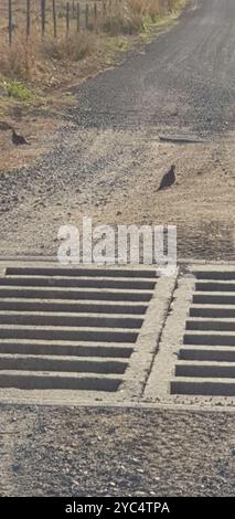 Squatter Pigeon (Geophaps scripta) Aves Banque D'Images