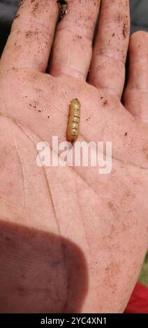 Termites de tête de cône (Nasutitermes) Insecta Banque D'Images