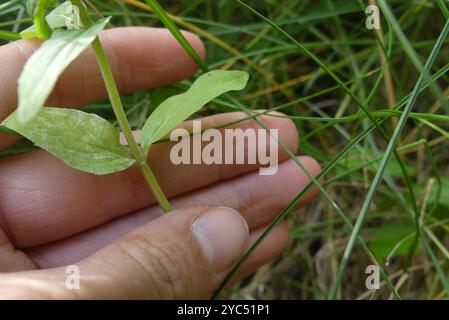 Menthe du Canada (Mentha canadensis) Plantae Banque D'Images