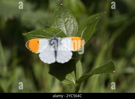 Orange pointe papillon mâle - Anthocharis cardamines Banque D'Images