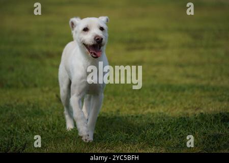 Chien blanc courant sur l'herbe verte dans le parc Banque D'Images