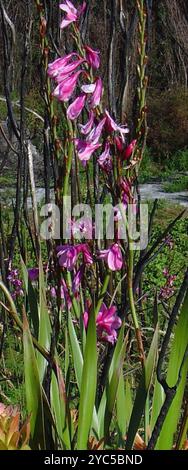 Bugle-Lily (Watsonia borbonica) Plantae Banque D'Images