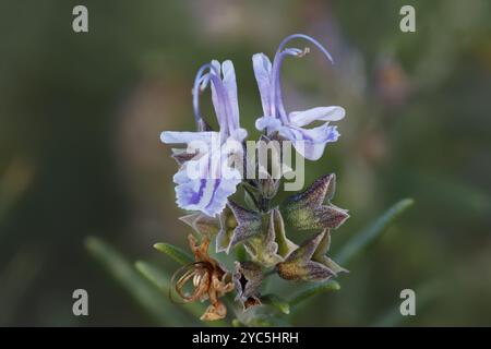 Macro de romarin en fleurs Salvia rosmarinus avec technique d'empilement de mise au point directement de la caméra, Alcoy, Espagne Banque D'Images