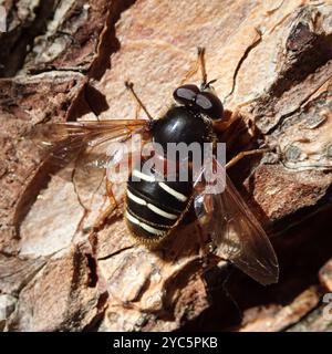 Tourbe blanche (Sericomyia lappona) insecte Banque D'Images