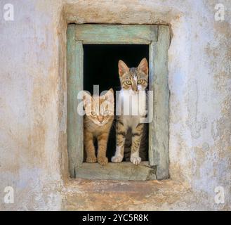 Deux chatons chats mignons debout ensemble dans un vieux cadre de fenêtre en bois et regardant curieusement, Crète, Grèce Banque D'Images