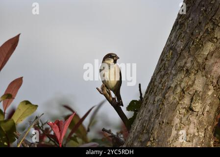 Male House Sparrow (passer domesticus) face à la caméra depuis une courte branche sur le côté d'un tronc d'arbre au crépuscule, prise au centre du pays de Galles, Royaume-Uni en octobre Banque D'Images
