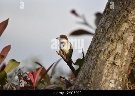 Male House Moparrow (passer domesticus) perché sur une brindille courte, à gauche du tronc, prise au crépuscule au milieu du pays de Galles, Royaume-Uni en automne Banque D'Images