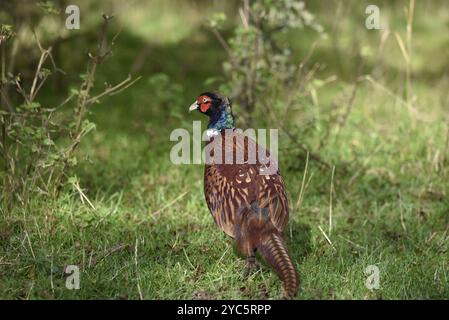 Vue arrière d'un faisan commun mâle (Phasianus colchicus) avec la tête tournée à gauche de l'image, prise dans une forêt du Staffordshire au Royaume-Uni, en octobre Banque D'Images