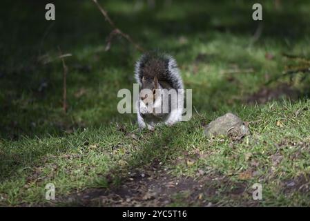 Écureuil gris commun (Sciurus carolinensis) assis dans un soleil tapissé sur le sol de la forêt, avec une noix entre les pattes avant, face à la caméra, prise au Royaume-Uni en automne Banque D'Images