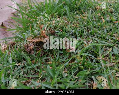 Herbe de Kikuyu (Cenchrus clandestinus) Plantae Banque D'Images