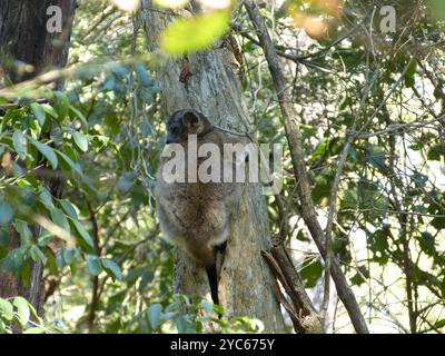 Lémurien sportif de Hubbard (Lepilemur hubbardorum) Mammalia Banque D'Images