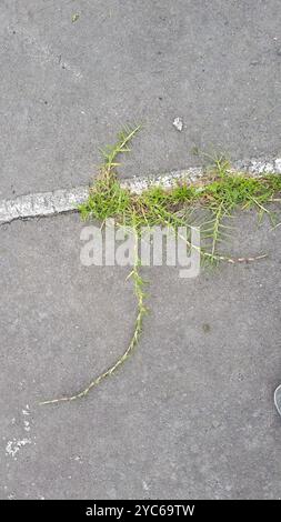 Herbe de Kikuyu (Cenchrus clandestinus) Plantae Banque D'Images