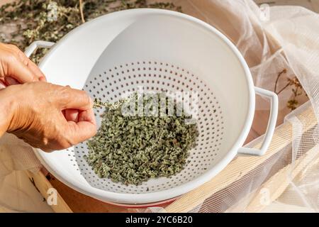 Les mains femelles arrachent des feuilles d'origan séchées d'une branche de la plante Banque D'Images