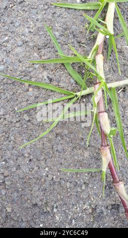 Herbe de Kikuyu (Cenchrus clandestinus) Plantae Banque D'Images