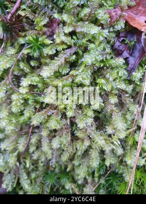 La grande plume (Plagiochila asplenioides) Plantae Banque D'Images