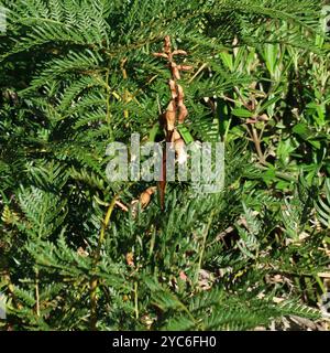 Grande orchidée de pomme de terre (Gastrodia procera) Plantae Banque D'Images