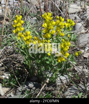 Haricot doré (Thermopsis rhombifolia) Plantae Banque D'Images