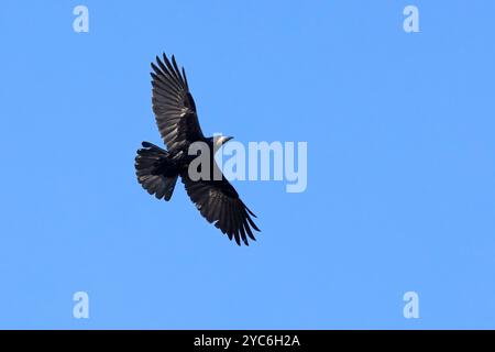 Tour (Corvus frugilegus) volant avec plumes de queue étalées sur ciel bleu Banque D'Images