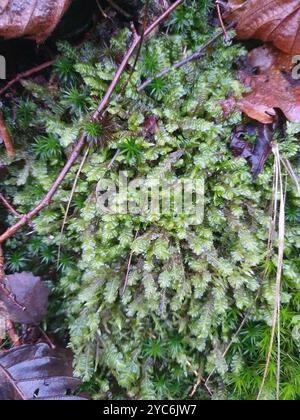 La grande plume (Plagiochila asplenioides) Plantae Banque D'Images