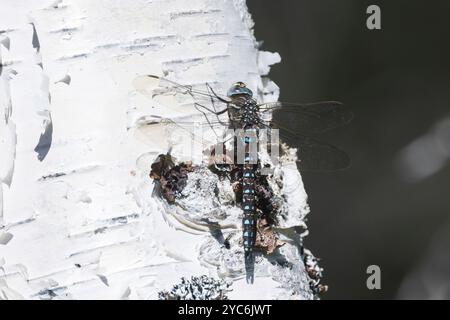 Torf-Mosaikjungfer, Männchen, Torfmosaikjungfer, Mosaikjungfer, Aeshna juncea, Aeschna juncea, Common Hawker, Sedge Darner, masculin, Edellibelle, Aeshnid Banque D'Images